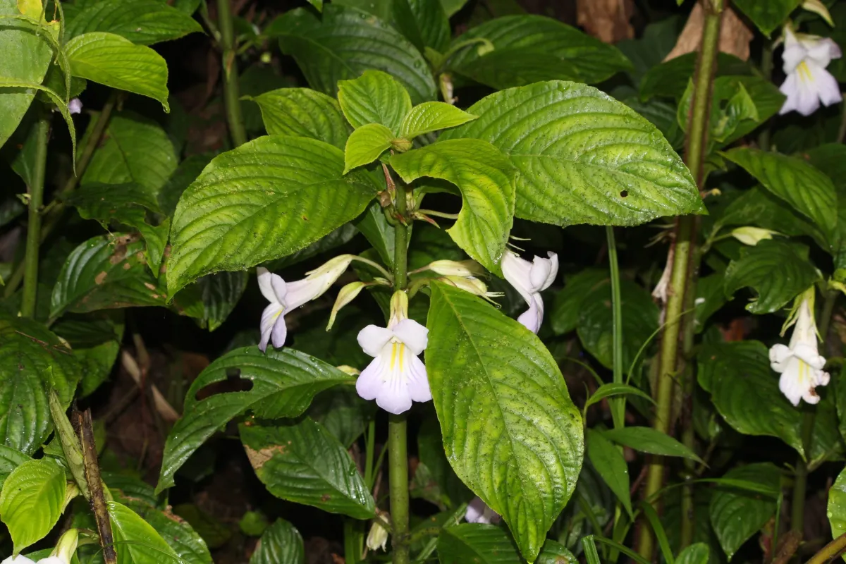 New Plant Discovery Sheds Light on Arunachal Pradesh’s Botanical Riches